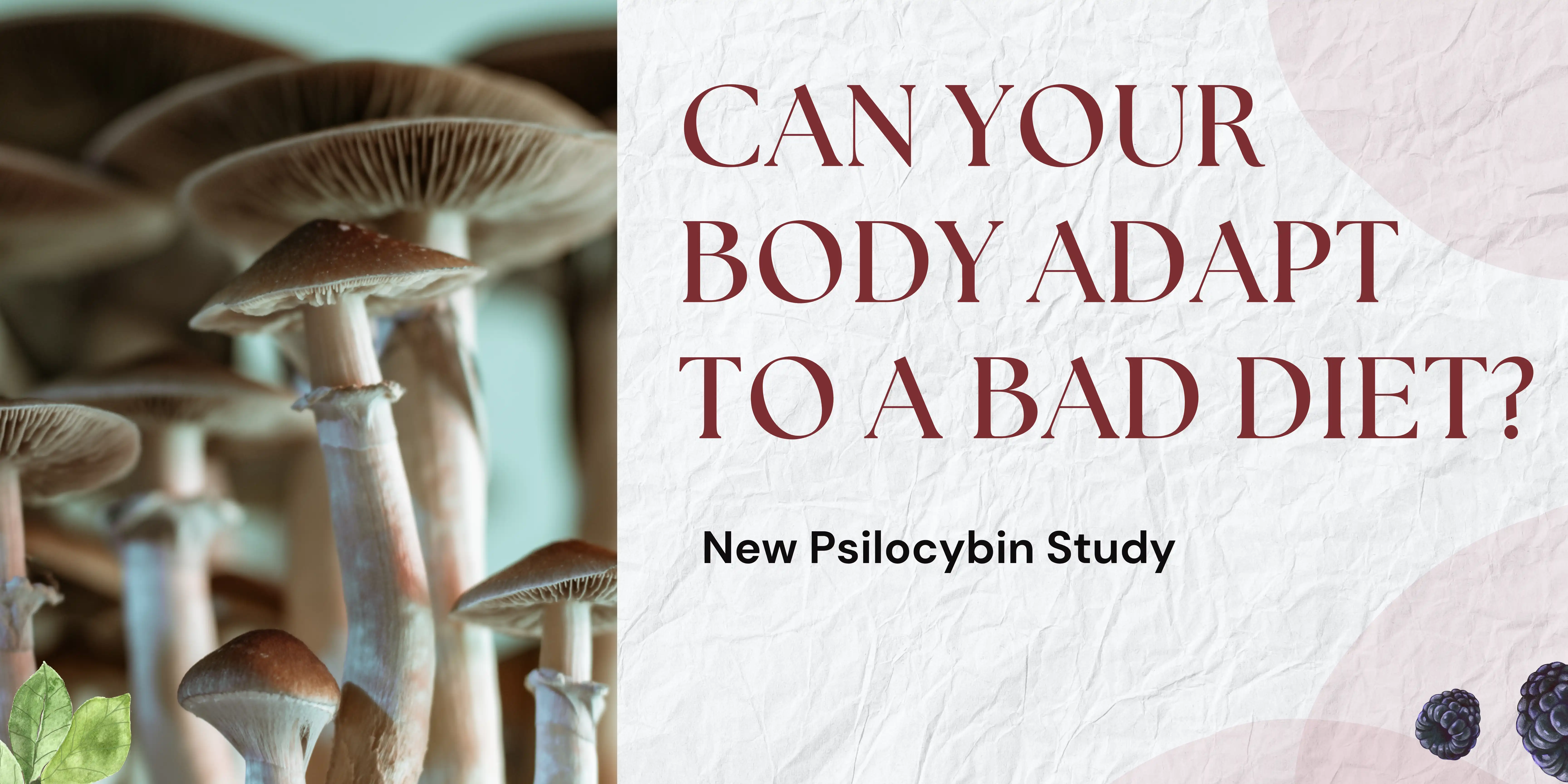 Can We Really "Adapt" to a Bad Diet? A New Mouse Study Says No -  But the Fix It Found Is Wild
